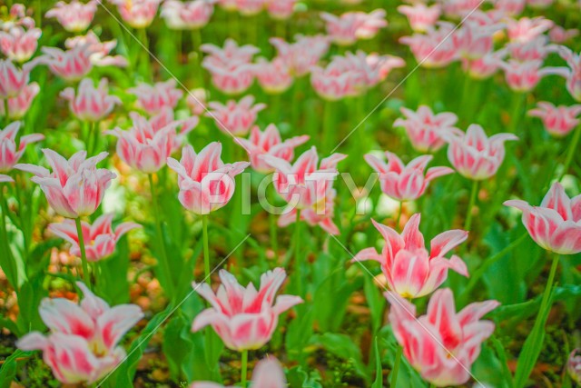 写真のタイトルが入ります