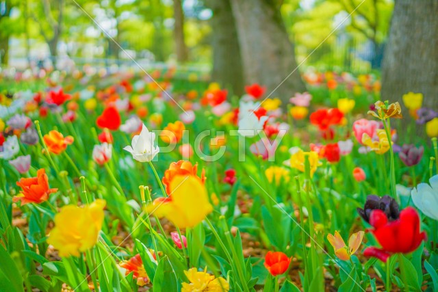 色とりどりのチューリップ（横浜公園）
