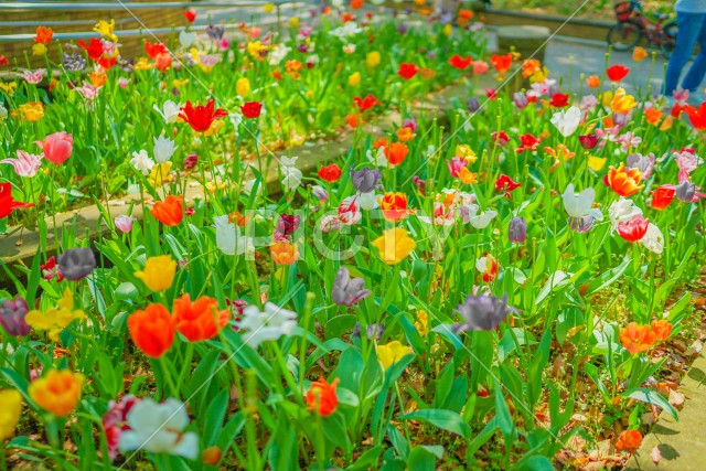 写真のタイトルが入ります