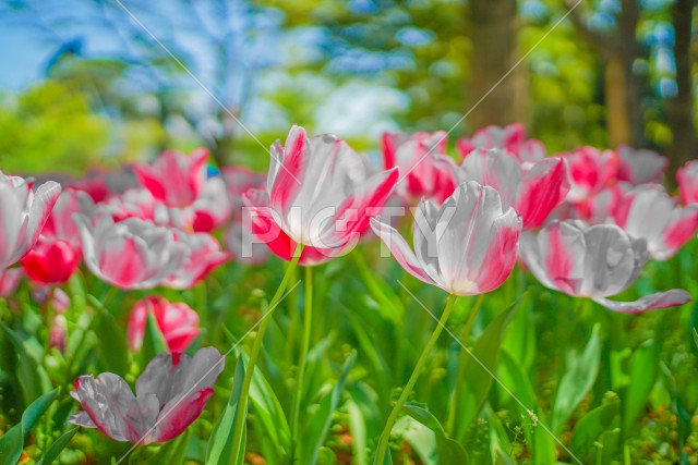 写真のタイトルが入ります