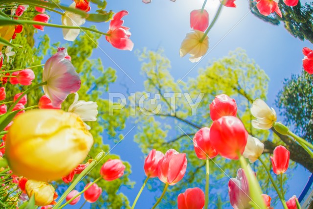 写真のタイトルが入ります