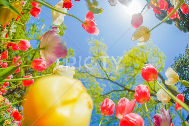 写真のタイトルが入ります