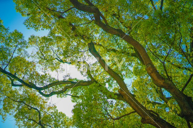 写真のタイトルが入ります
