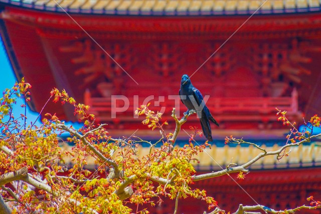 写真のタイトルが入ります