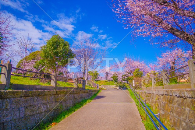 幸ヶ谷公園の桜