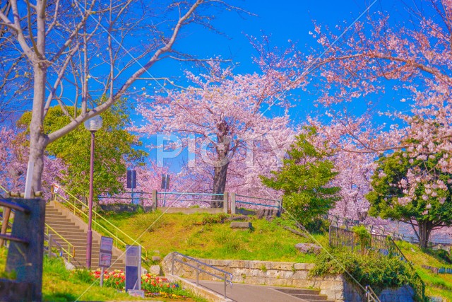 幸ヶ谷公園の桜