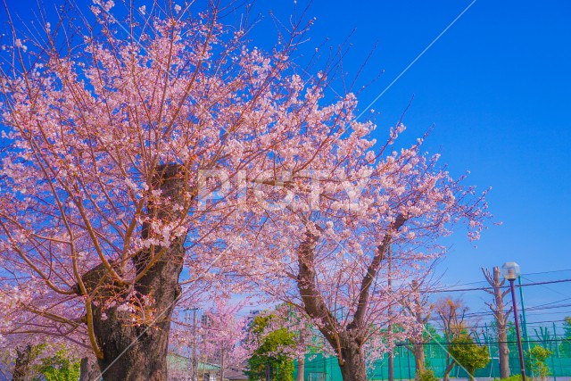 写真のタイトルが入ります