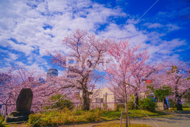幸ヶ谷公園の桜