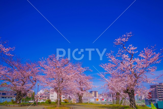 写真のタイトルが入ります