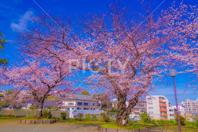 幸ヶ谷公園の桜