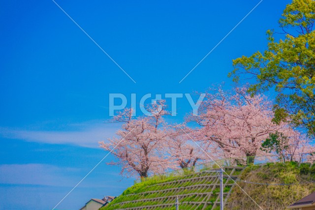 幸ヶ谷公園の桜