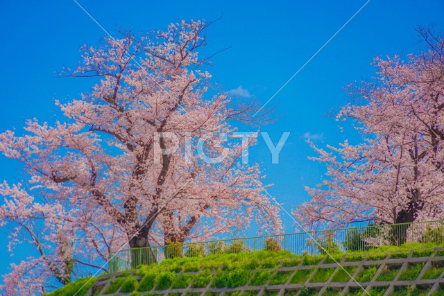 幸ヶ谷公園の桜