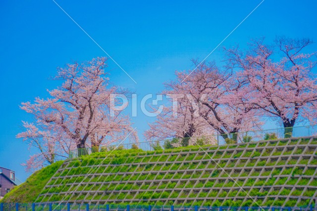 幸ヶ谷公園の桜