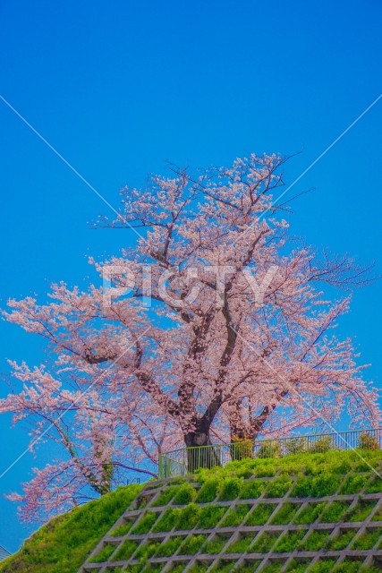 写真のタイトルが入ります