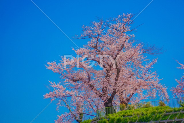 幸ヶ谷公園の桜