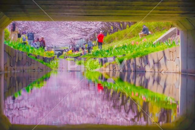 江川せせらぎ緑道の用水路から