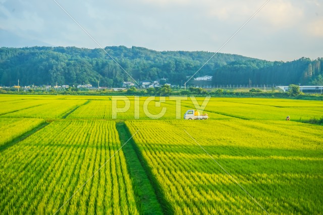 写真のタイトルが入ります