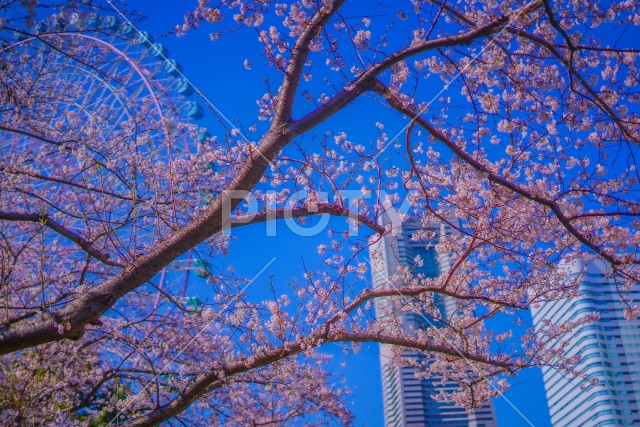 横浜みなとみらいの桜