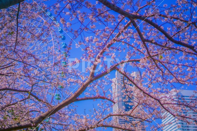 写真のタイトルが入ります