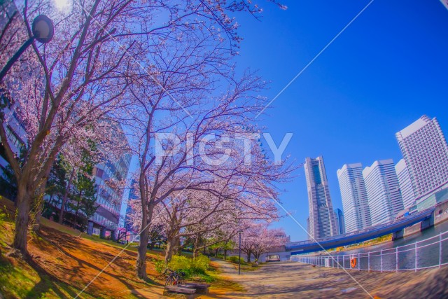 横浜みなとみらいの桜