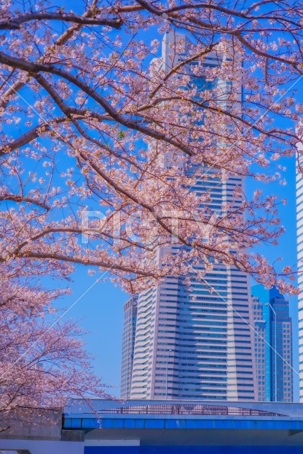 横浜みなとみらいの桜