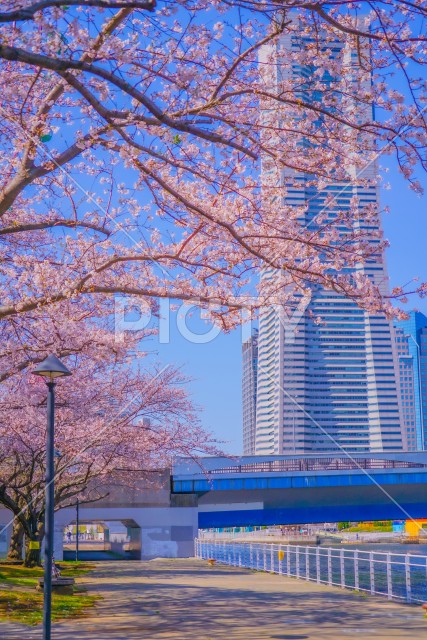 横浜みなとみらいの桜
