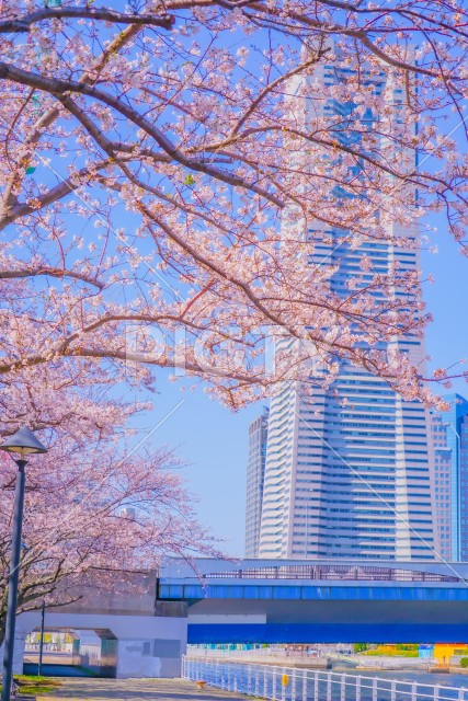写真のタイトルが入ります