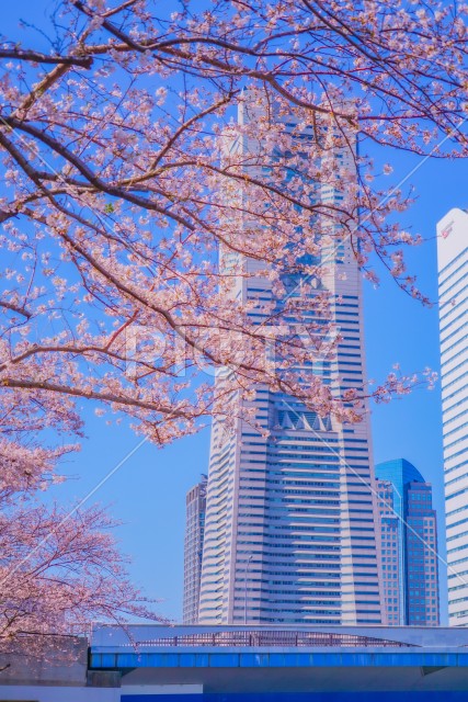 横浜みなとみらいの桜