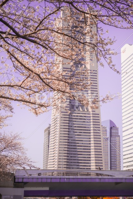横浜みなとみらいの桜