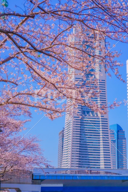 横浜みなとみらいの桜