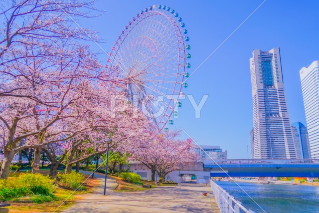 横浜みなとみらいの桜