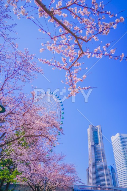 横浜みなとみらいの桜
