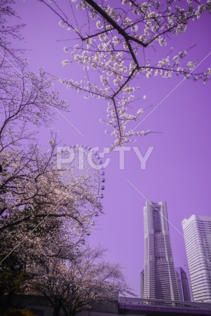 写真のタイトルが入ります