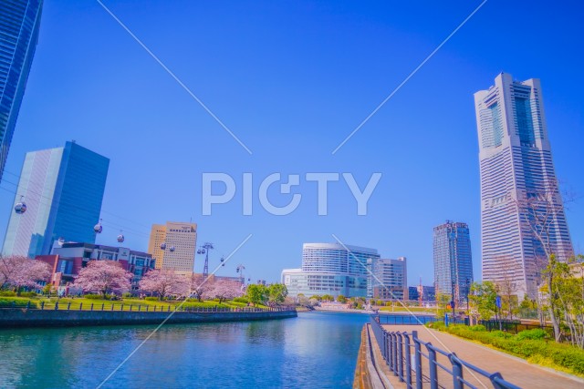 横浜みなとみらいの桜