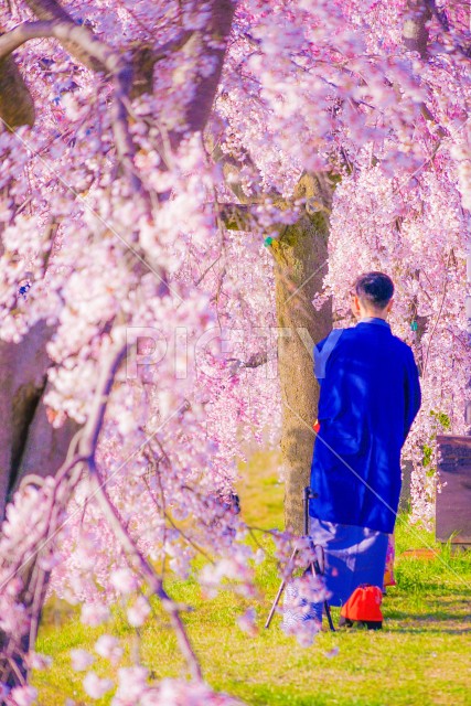 桜と着物の男性