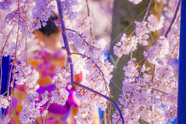 桜と着物の男性