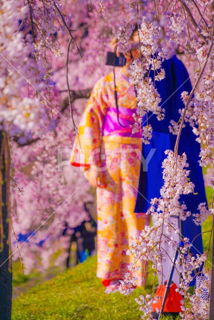 桜と着物の男女