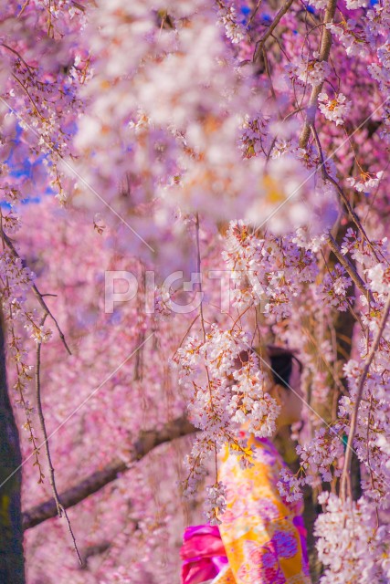 桜と着物の女性