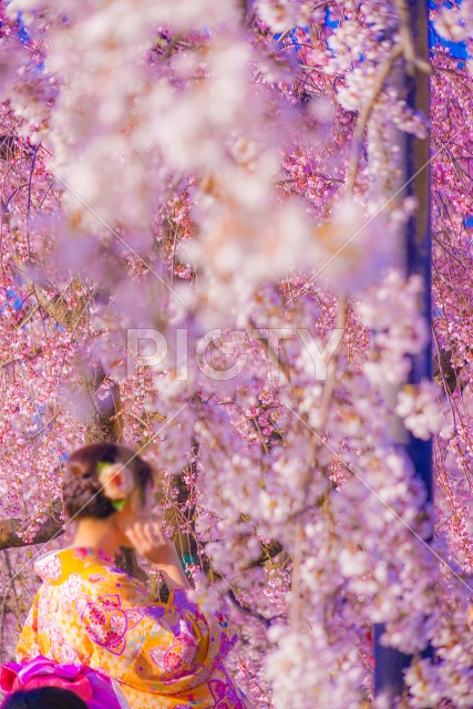 写真のタイトルが入ります