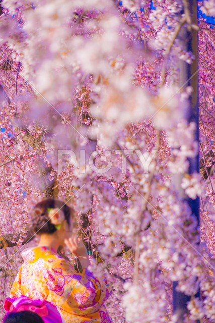 写真のタイトルが入ります