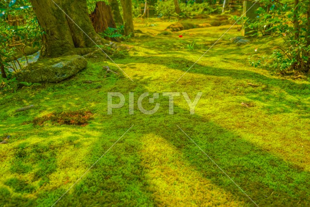 苔の生えた庭園（京都）