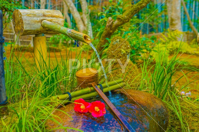 苔の生えた庭園（京都）