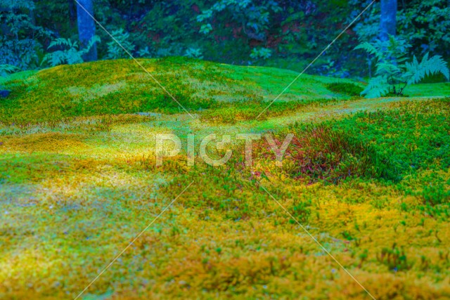 写真のタイトルが入ります