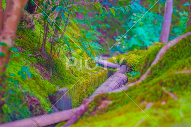 写真のタイトルが入ります