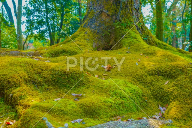 写真のタイトルが入ります