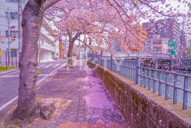 写真のタイトルが入ります