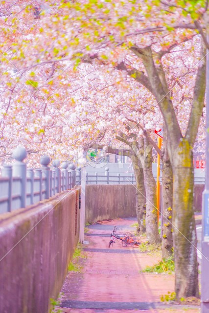写真のタイトルが入ります
