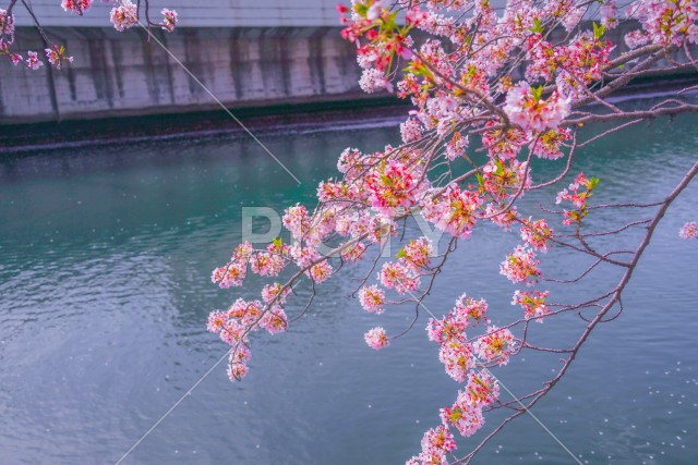 写真のタイトルが入ります