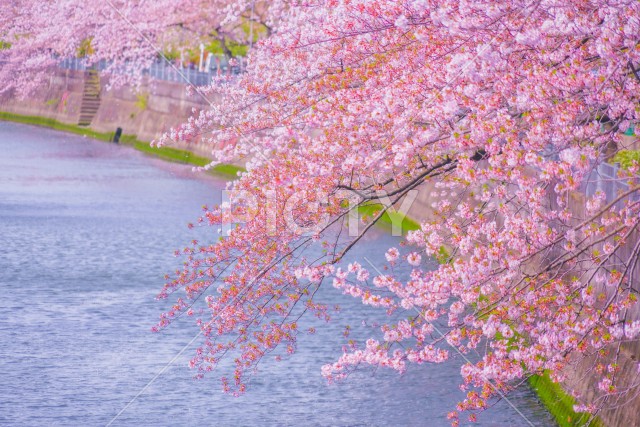 写真のタイトルが入ります