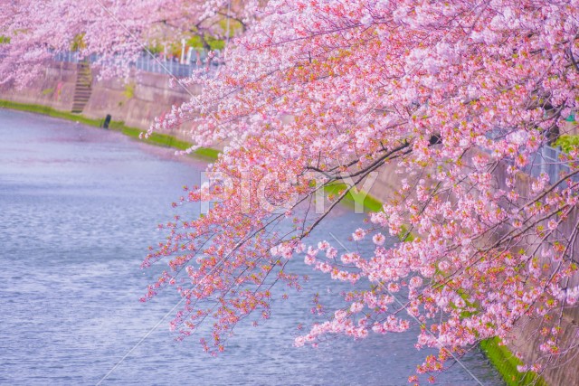 写真のタイトルが入ります